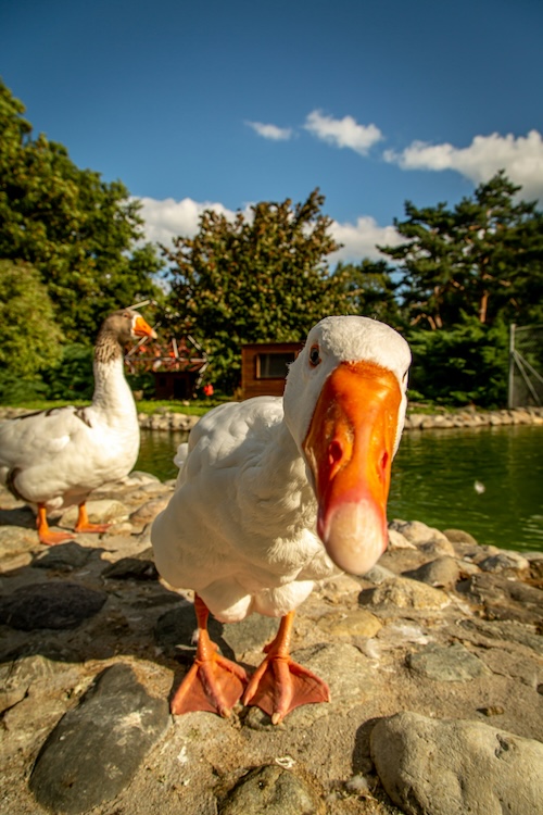 A white goose leaning forward and peering curiously at the viewer, with another goose in the background. Both stand on a rocky shore beside a pond.
