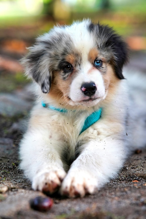 An adorable puppy with fluffy white, brown, and gray fur lays on the ground outside. It has one brown eye and one blue eye, and a black nose with a pink spot. Bits of dirt are visible in its fur, as if it was just rolling around.